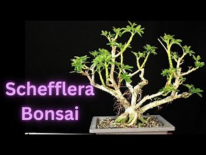 Dwarf Schefflera Hawaiian Umbrella Tree. Schefflera Arboricola. Easy Bonsai