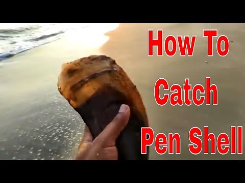 How to catch Pen Shell From The Sea // Mussel
