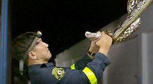 Meet Thailand's snake-catching 'superhero'