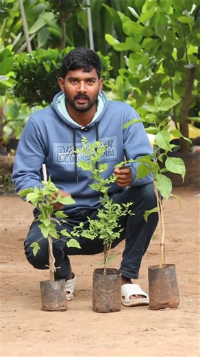 Ashok Chakra Nursery on Instagram: ""Bilvam Plants 🌱🍃 | Sacred Bael Tree in Telugu" Description: Discover the divine Bilvam (Bael) Plants 🌱🍃 – a sacred plant in Indian tradition, highly worshipped and offered to Lord Shiva. These plants are also known for their medicinal properties, cooling effect, and health benefits. Perfect for home gardens, temples, and farms in Telugu states. 🌿 👉 Watch this short video to learn the importance and benefits of Bilvam plants in Telugu. 👍 Like | 🔁 Share