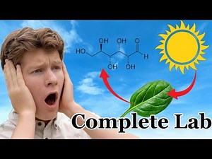 Can We Visualize Photosynthesis? (Floating Spinach Disc Lab)