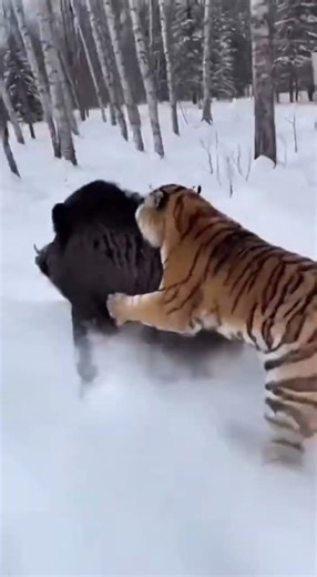 Tiger vs Wild Boar — Snow Ambush Gone Wrong