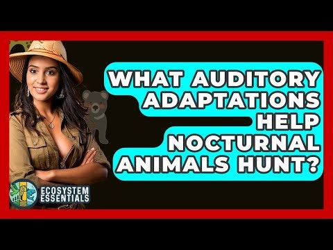 What Auditory Adaptations Help Nocturnal Animals Hunt? - Ecosystem Essentials