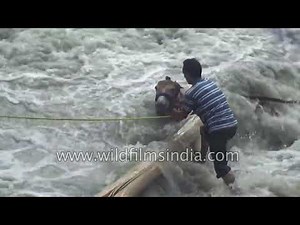 True hero: Man rescues Mule from flood-swollen Himalayan river
