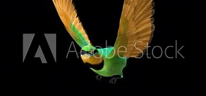 African Bee Eater Bird - Flying Loop - Side Angle View - Alpha Channel - Realistic 3D animation with isolated on transparent background with alpha channel