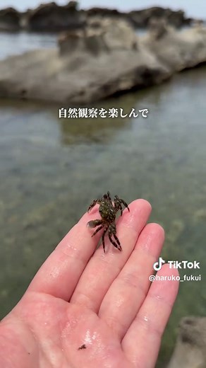 弁慶の洗濯岩 磯遊びスポット｜福井 子連れおすすめ