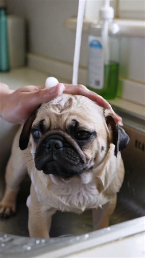 Baby Pug's Bubble Bath Adventure 🐶🛁#PugLife #DogBath #BathTime