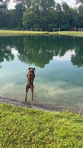 4.2K views · 48K reactions | Duck Dog Wednesday! (Learning the Launcher) #fueledbyjoy #joydogfood #labrador #lab #dog #retriever | The Bicknell Bunch | Facebook