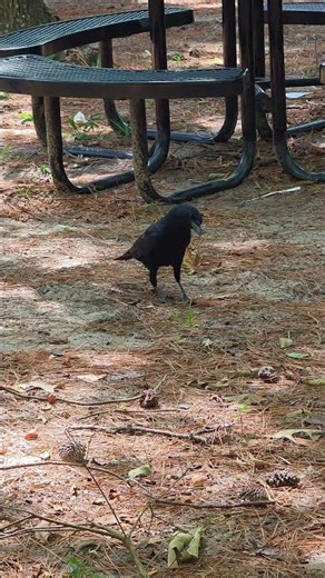 Raven Crowing 🐦‍⬛#raven #naturebird #nature #wildlife