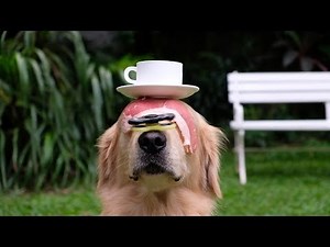 AMAZING FIDGET SPINNER DOG! | SNOWEE THE GOLDEN