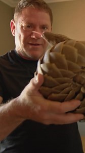 204K views · 5.2K reactions | Ever seen a pango-yawn? Meet William, a one-year-old pangolin rescued from poachers and now in care with his mum. He’s been with his carers for three months, and this moment, tongue stretched high in the air mid-yawn, was a first for me. Gentle, curious, and on the road to recovery.   Deadly 60 on BBC One  Saturday, 2:30pm #Deadly60 #Pangolin #Wildlife #Conservation #WilliamThePangolin | Steve Backshall | Facebook