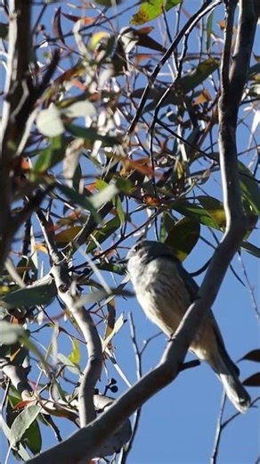Paradise Pool in the Blue Mountains, Australia.