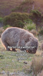 14K views · 182 reactions | It’s Wednesday and that means wombats!  Do you know how fast wombats can run?  a) 4km/h b) 10km/h c) 40km/h Comment your answer below! #wombat #australia #australianwildlife | WWF-Australia | Facebook