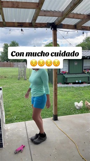 Dejé todo bien organizado y listo…. #gallinasponedoras #gallina #granja