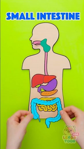 👧 Hey Kids! 🍎 Let's Learn How Our Digestive System Works! 🧠