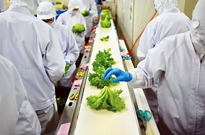 Grown from necessity: Vertical farming takes off in aging Japan