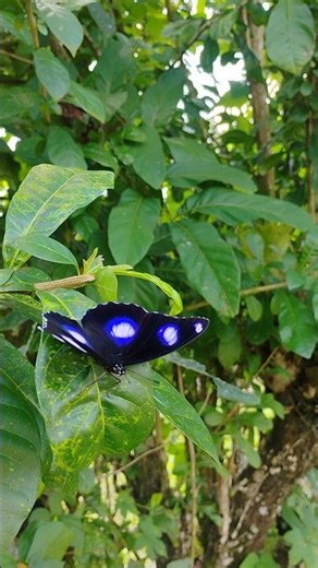 Rare Butterfly in the Jungle 🌿🦋