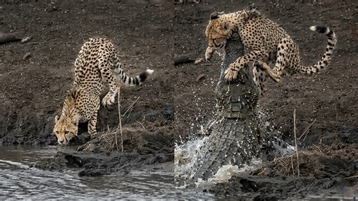 Watch what happens when a cheetah gets too close to the water