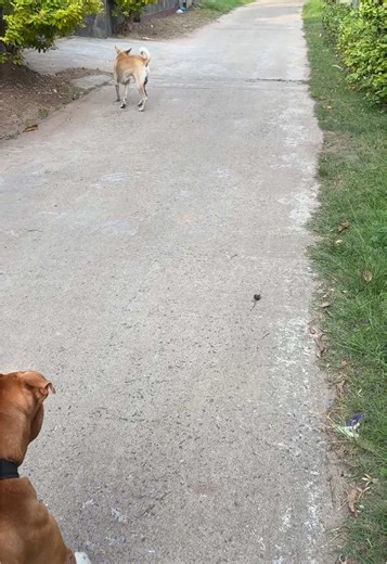 King 😎 #americanbulldog #americanbully_oficial #americanbullyofficial #americanbully #bullysl #dog #dogsofttiktok #dogs #doglover #bullypuppy #doglover #doggo #americanbullylover #whiskeythebully #bullypuppy #bully_action🐶 #love #pet #doglife #petsoftiktok #petlife #dogdad #americanbullyxl #bullyxxl #fy #fyp #fypシ #fypage #fypシ゚viral #trending