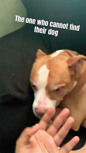 The person who cannot find their dog