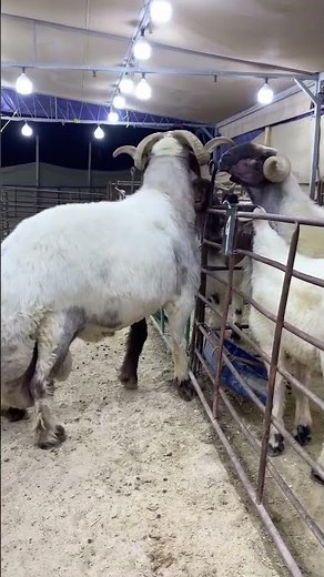 adult male domestic sheep (Ovis aries) #sheep #eidspecial