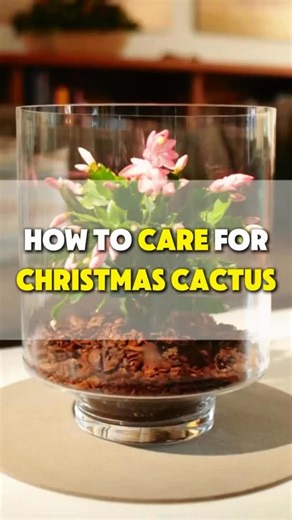Plant Worlds on Instagram: "How to Fix Your Christmas Cactus Troubles 🌱 Buds Falling Off: Lack of nutrients. Fertilize with a bloom booster every 10 days. Pinch off the smaller buds to focus energy on the bigger one. 💧 Rotting Roots: Overwatering is the culprit. Ensure well-draining soil and only water when the top inch of soil is dry. ☀️ No Blooms: Light issue. Move to a darker spot or cover with a black bag after 5 PM to trick it into blooming."