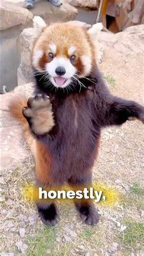 You Won’t Believe How Cute Baby Red Pandas Are 🥹 #shorts