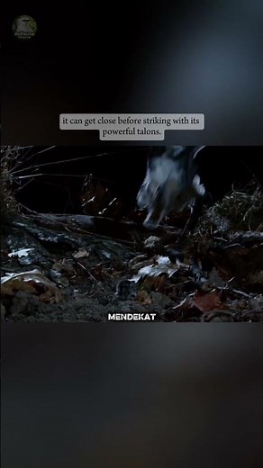 This Bird Hunts in Near Silence