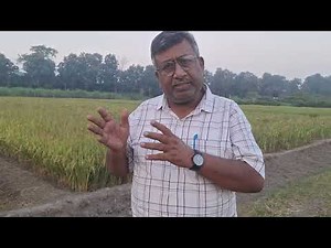 माईकोराईजा biofertilizer के लाभ व किन फसलों में प्रयोग करे