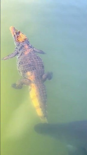 Electric Eel's Deadly Surprise: Crocodile's Unforeseen Foe #shortsvideo