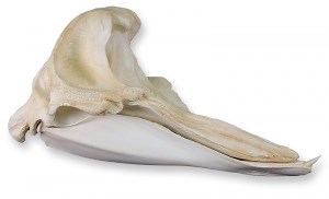 Skull Morphology - Ocean Conservation Research