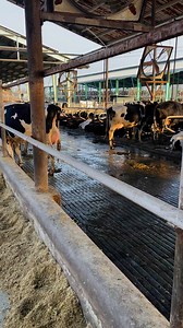 #dairyfarming #DairyDiaries | Dairy Diaries