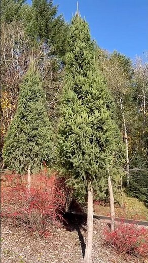 Picea abies ‘ Cupressina’ Narrow Norway Spruce featuring Rosy Glow Barberry #conifers #conifergarden
