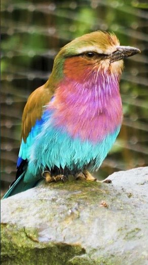 Mesmerizing Footage of Lilac-Breasted Roller: Africa's Most Beautiful Bird