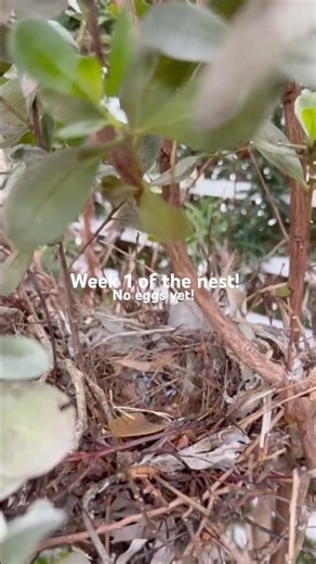 Let's start a blog!! #trending #puppy #birds #nest #viral #fyp #youtubeshorts #funny #preppy