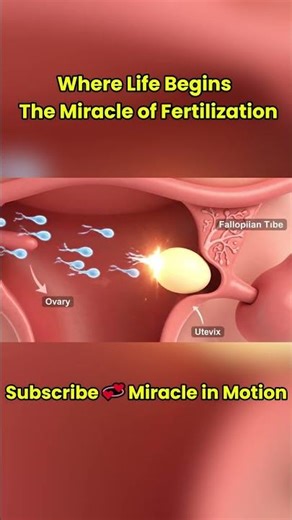 Journey of Life: Ovulation & Fertilization Explained in 3D🌸#short #miracleinmotion