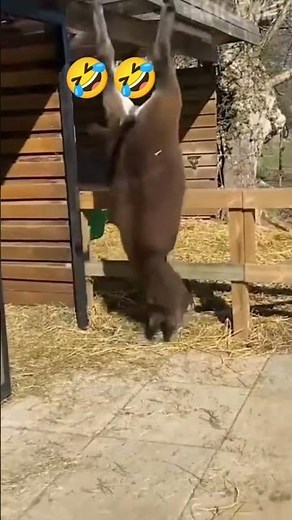 Poor donkey 🐎 #animals #youtubeshorts #wildlife