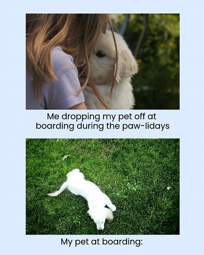 Going out of town for the holidays? Don’t forget to reserve your pet’s boarding spot early by calling 1 770-921-4981—spots fill up fast! ⏰ We know you'll miss each other, but we promise to give them all the snuggles, treats and fun that we can! | Beaver Crossing Animal Hospital