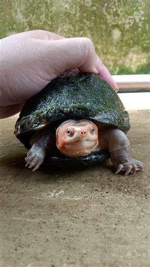 the red cheeck mud turtle#alligatorsnappingturtle #turtle #turtlewatching #animals