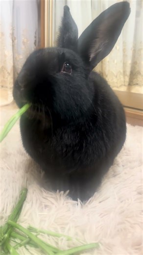 Кролик Балу каждый день 😂❤️#rabbit#cute