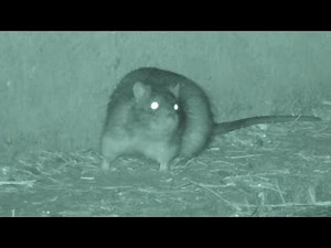 FARMYARD RATTING - HOW TO CONTROL RATS !!! - A busy session!!!