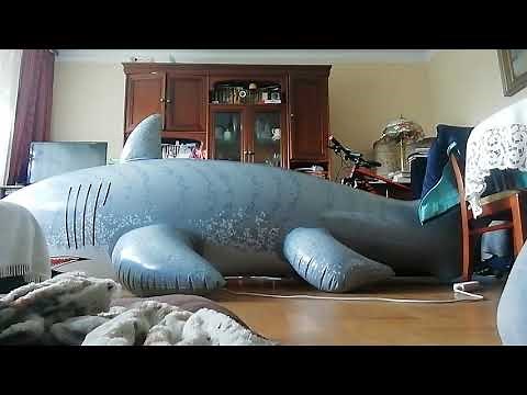 Giant inflatable world shark showcase