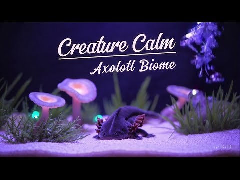 Fall Asleep in an Axolotl Biome 💤 | 10 Hours Soothing Aquarium Sounds for Sleep & Relaxation