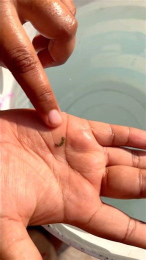 Omg 😧 magical baby duck drawing floating on water #shorts