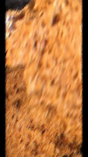 How to Make Delicious Homemade Rice Cakes