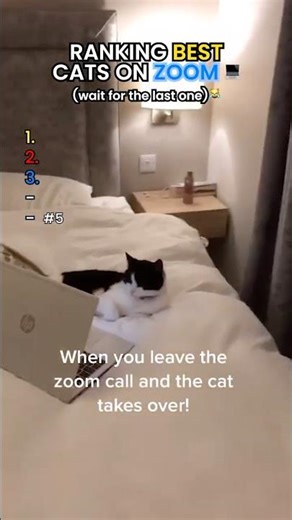 Ranking Funniest Cats on Zoom 😹