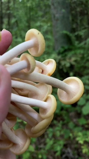 Toxic lookalikes: jack o lantern, sulpher tuft, deadly galerina, and pholiota. Make sure you know how to identify all lookalikes before eating any honey mushrooms. The ones in the video are Armillaria tabescens but you might also see Armillaria mellea and Armillaria Gallica later in the season. Some people will still end up with a stomachache even when these are properly prepared. Please do thorough research before attempting to forage this mushroom. If you are a beginner - I promise that there 