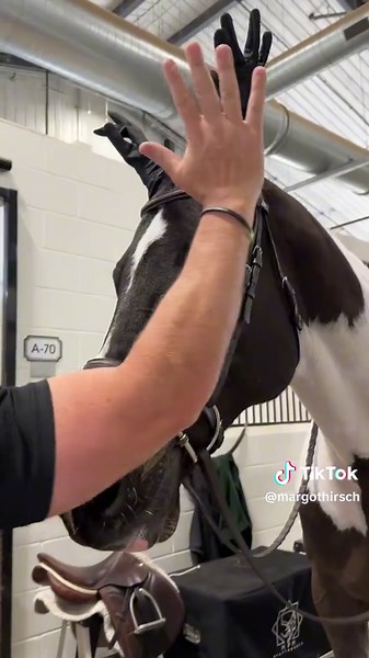 Understanding Unique Horse Breeds and Their Traits