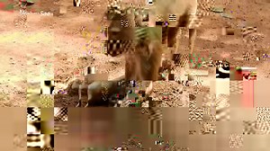 2.7K views · 67 reactions | Oh!RIP! Baby monkey hurt with crying so loudly why crazy mom do bad like this on baby. | Monkey Soo | Facebook