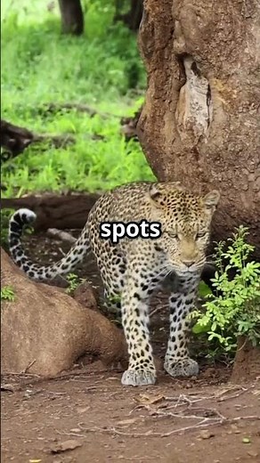 🐆 Leopard vs Wild Dogs 🐕 | Epic Battle in the Wild! 🌿🔥